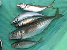 猿島沖で下手をキワめる！ 午後アジ5匹、夜メバル6匹のみ!!