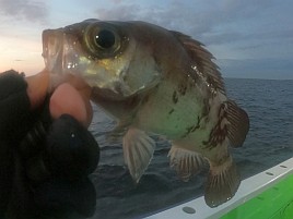 猿島沖で下手をキワめる！ 午後アジ5匹、夜メバル6匹のみ!!