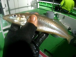 猿島沖で下手をキワめる！ 午後アジ5匹、夜メバル6匹のみ!!