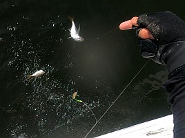 気難しベイブリアジに翻弄され二人で83匹。釣りデート成功