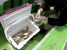 気難しベイブリアジに翻弄され二人で83匹。釣りデート成功