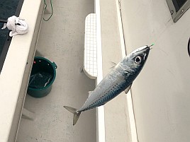 40センチのデカイワリ含む5匹で夏の美酒佳肴作戦は大成功