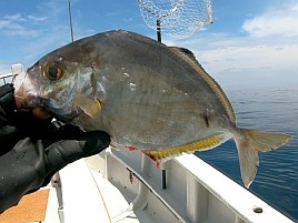 40センチのデカイワリ含む5匹で夏の美酒佳肴作戦は大成功