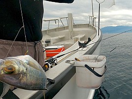40センチのデカイワリ含む5匹で夏の美酒佳肴作戦は大成功