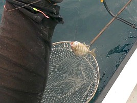 40センチのデカイワリ含む5匹で夏の美酒佳肴作戦は大成功