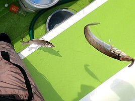 プルルと魚信るが掛からない!? でも44匹でキス天食べ放題
