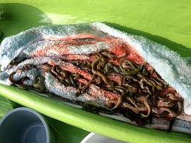 プルルと魚信るが掛からない!? でも44匹でキス天食べ放題