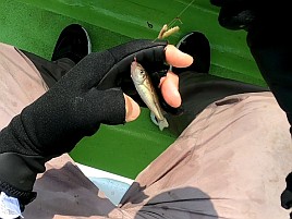 夏の浅場シロギスに短め・小針・振り分け仕掛け勧められる