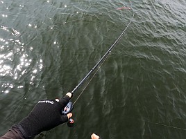 プルルと魚信るが掛からない!? でも44匹でキス天食べ放題