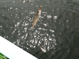 プルルと魚信るが掛からない!? でも44匹でキス天食べ放題