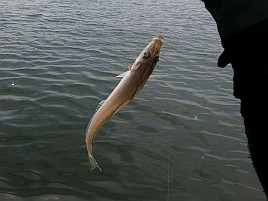 プルルと魚信るが掛からない!? でも44匹でキス天食べ放題