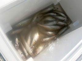 プルルと魚信るが掛からない!? でも44匹でキス天食べ放題
