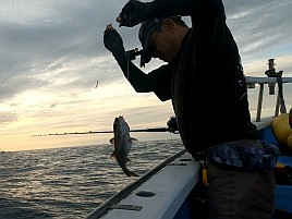 佳肴求めて鴨川沖へ。クエ・クロムツ・アカハタでえっへん♪