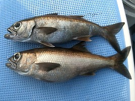 佳肴求めて鴨川沖へ。クエ・クロムツ・アカハタでえっへん♪