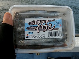 佳肴求めて鴨川沖へ。クエ・クロムツ・アカハタでえっへん♪