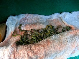 あまりの暑さに船上では～ひ～ふ～。それでもシロギス40匹