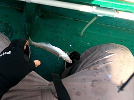 あまりの暑さに船上では～ひ～ふ～。それでもシロギス40匹