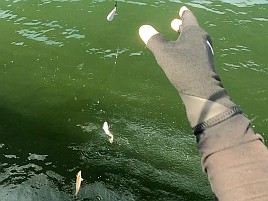 あまりの暑さに船上では～ひ～ふ～。それでもシロギス40匹
