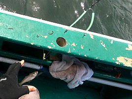 あまりの暑さに船上では～ひ～ふ～。それでもシロギス40匹