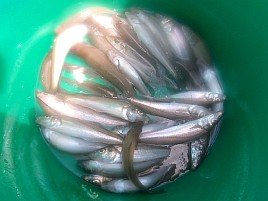 あまりの暑さに船上では～ひ～ふ～。それでもシロギス40匹