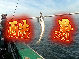 【動画】あまりに暑さに人間もカメラもポンコツになったよ