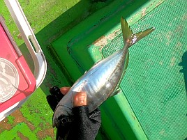 冷蔵服3のおかげで集中力途切れず40cm級の猿大アジゲット