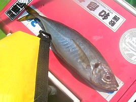 冷蔵服3のおかげで集中力途切れず40cm級の猿大アジゲット