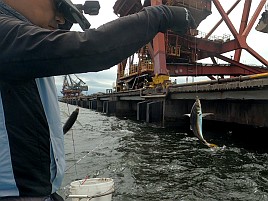 振り分けだとタナ掴めずいつもの仕掛けで木更津アジ45匹