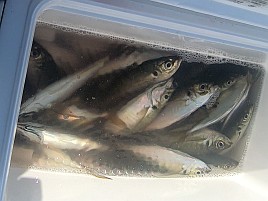 振り分けだとタナ掴めずいつもの仕掛けで木更津アジ45匹
