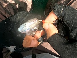 夏の湾奥の茶色い海のアジは赤タンよりイソメが有利な気が…
