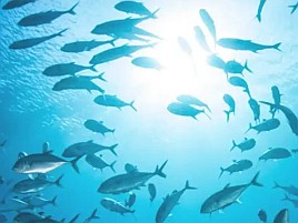 カイワリとアジをかけ合わせた魚が来年から食べられる？