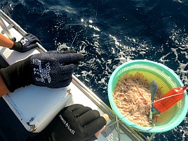 3年連続ノーピクではなかったものの4バラシでノーカツオ