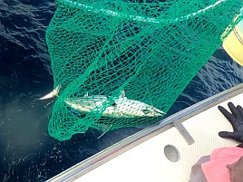 3年連続ノーピクではなかったものの4バラシでノーカツオ