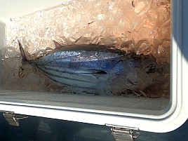 3年連続ノーピクではなかったものの4バラシでノーカツオ