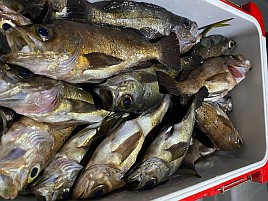 お仕事＆釣りの下見に呉・倉橋島に行く予定が台風迷走中で