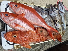 クロムツ狙いで混じるハマダイがとっても美味しいらしいぞ