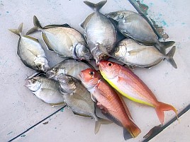ウィリーには塩対応。オキアミ一粒でこつこつカイワリ8匹