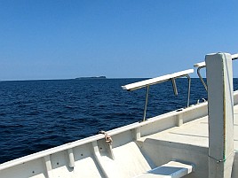 ウィリーには塩対応。オキアミ一粒でこつこつカイワリ8匹