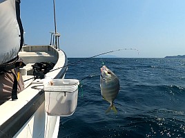 ウィリーには塩対応。オキアミ一粒でこつこつカイワリ8匹