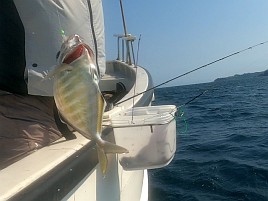 ウィリーには塩対応。オキアミ一粒でこつこつカイワリ8匹
