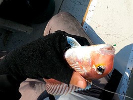 ウィリーには塩対応。オキアミ一粒でこつこつカイワリ8匹