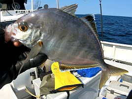 2カ月ぶりのカイワリプチ遠征♪ 尺超えの最強お刺身狙うよ