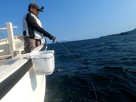 ウィリーには塩対応。オキアミ一粒でこつこつカイワリ8匹