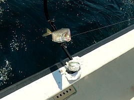 ウィリーには塩対応。オキアミ一粒でこつこつカイワリ8匹