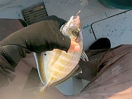 ウィリーには塩対応。オキアミ一粒でこつこつカイワリ8匹