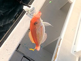 ウィリーには塩対応。オキアミ一粒でこつこつカイワリ8匹