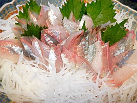 今後1種類の魚しか釣っちゃいけないならカイワリを選ぶよ