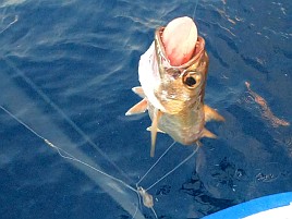 お正月のお鍋用の魚を釣りに行きたいのに…天気が微妙すぎ