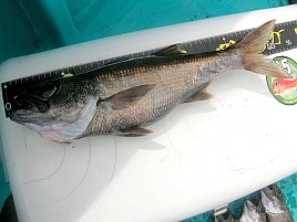 お鍋チャレンジ第2戦は下田沖むっちりクロムツ→大アラで