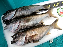 東京湾で釣れる鍋で美味しい魚…残る1戦はムツ狙いにしよう